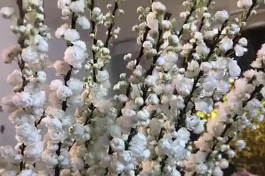 Đào trắng có thân gỗ mềm, đơn giản nhưng sang trọng.