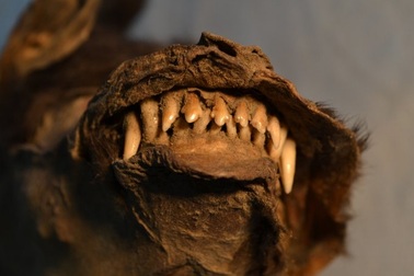 Nga: Sinh vật 14.000 năm vẫn nguyên vẹn như lúc sống, phát hiện bất ngờ trong ruột