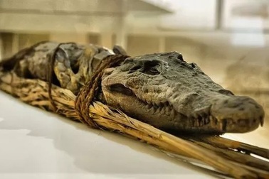 Rợn người nghi thức ướp xác cá sấu đáng sợ của người Ai Cập cổ