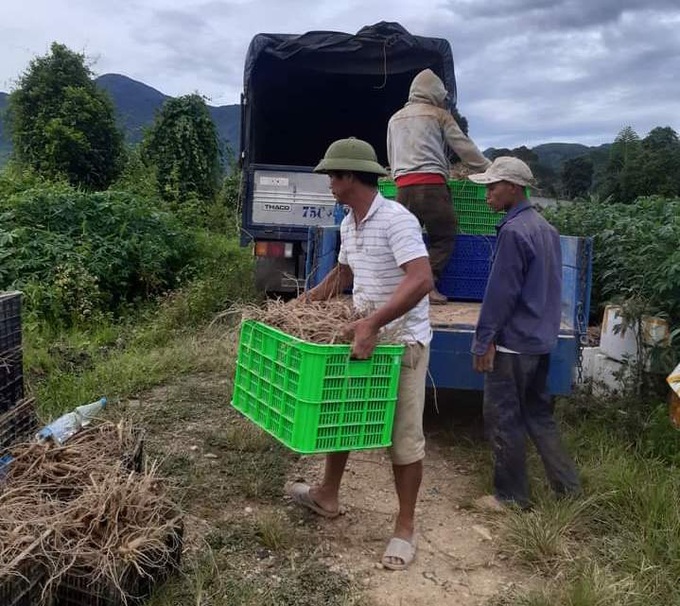Mô hình trồng sâm Bố Chính giúp người dân tại xã nghèo Hồng Bắc, A Lưới thoát nghèo, có thu nhập ổn định