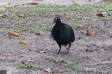 Cận cảnh chim bồ câu Nicobar ngoài tự nhiên