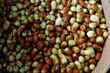 Hà Thành liều mạng: Ăn "thần dược" táo tàu Trung Quốc thâm xỉn