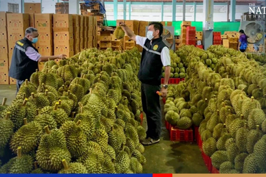 Cảnh sát Thái Lan mở chiến dịch tuần tra đêm bảo vệ trang trại sầu riêng