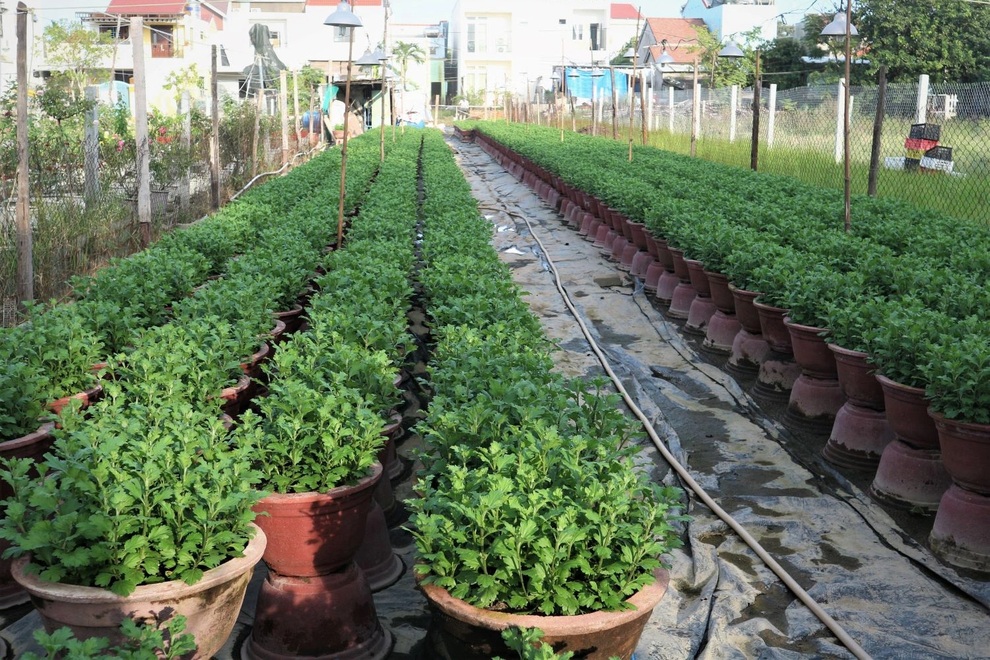 Còn 3 tháng là Tết mà người trồng hoa vừa sản xuất vừa thấp thỏm - 1