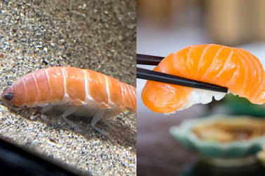 Loài ký sinh trùng có ngoại hình giống hệt miếng sushi