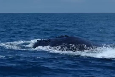 Cá voi ở vịnh Hervey