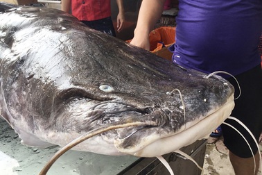 Cận cảnh cá lăng nặng hơn 100kg, dài hơn 2m tại Hà Nội