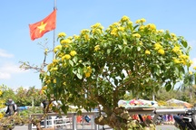 Hoa của núi rừng xuống phố khoe sắc đón Xuân