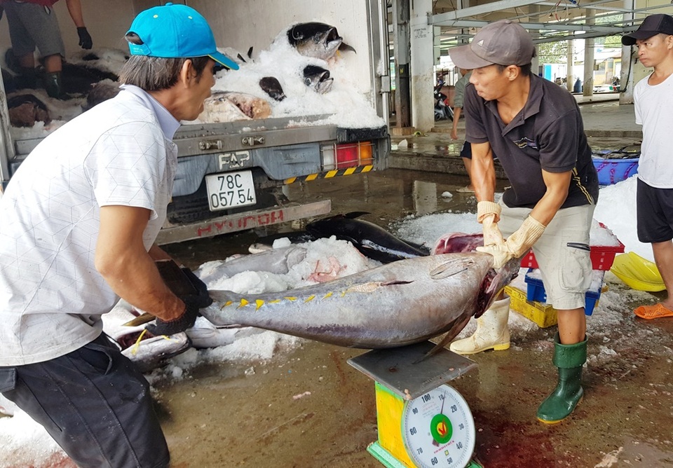 Giáp Tết, đơn hàng cá ngừ đại dương đi Mỹ, châu Âu... tăng vọt - 1 Giáp Tết, đơn hàng cá ngừ đại dương đi Mỹ, châu Âu... tăng vọt - 1
