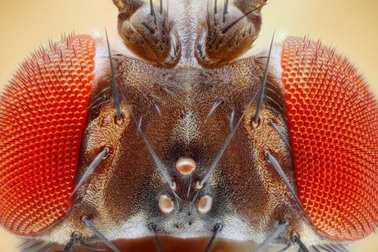 Ruồi bị lừa bởi ảo ảnh quang học giống con người