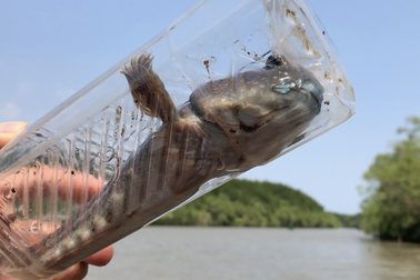 Chiêu bẫy cá thòi lòi bằng chai nhựa thú vị của ngư dân Sài Gòn