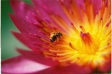 Chùm ảnh ấn tượng được chụp từ công nghệ máy ảnh "cũ kỹ"