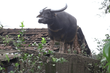 Năm ngày mắc kẹt trên mái nhà, chú trâu vẫn đứng đợi chủ giữa rốn lũ
