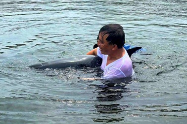 Giải cứu cá heo nặng 200kg kiệt sức khi mắc cạn tại Đà Nẵng