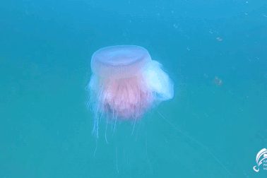 Sứa hồng khổng lồ bí ẩn xuất hiện lần thứ 4 trong lịch sử