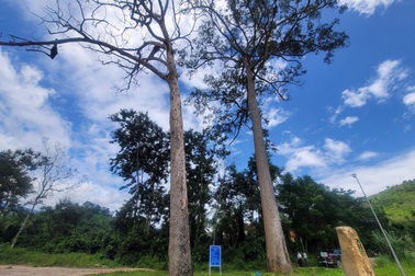 Một xã ở Khánh Hòa đề xuất chi 400 triệu để chặt, bảo tồn cây di sản
