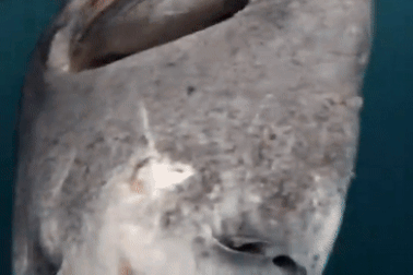 Bất ngờ với loài cá mập sống thọ tới 4 thế kỷ