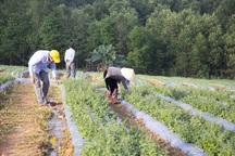 Cơ hội "đổi đời" từ cây quế khi cao dược liệu đã xuất được sang Mỹ