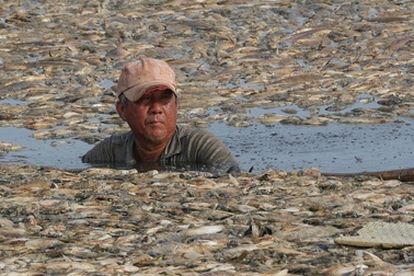 Dọn xong hơn 200 tấn xác cá ở hồ Sông Mây ở Đồng Nai