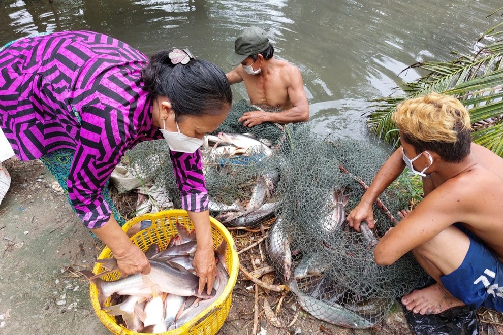Nông dân tặng cả ruộng rau, ao cá hỗ trợ người khó khăn vùng dịch - 6 Nông dân tặng cả ruộng rau, ao cá hỗ trợ người khó khăn vùng dịch - 6
