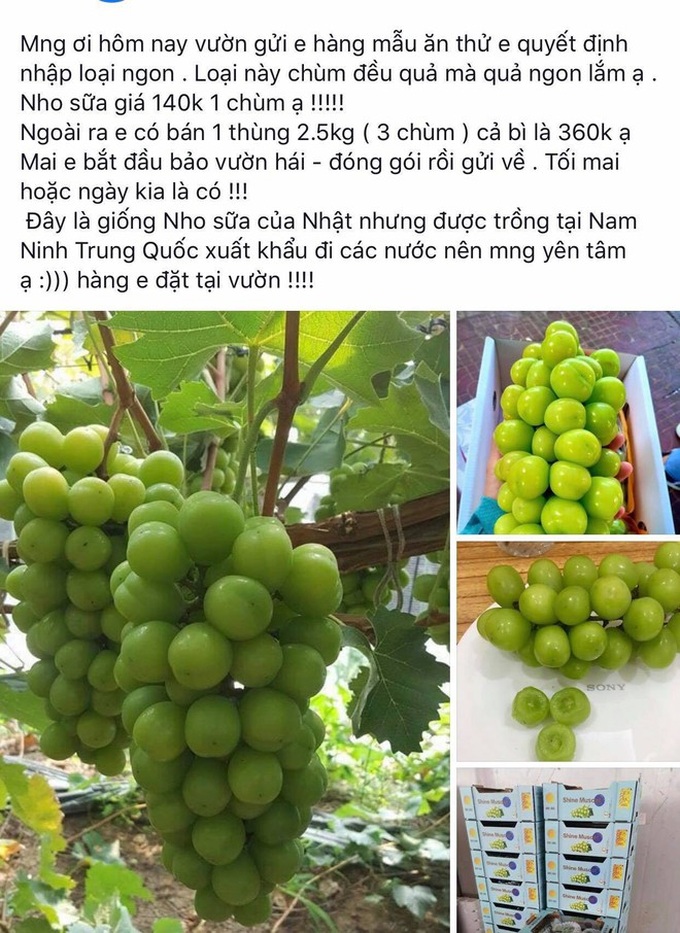 Nho mẫu đơn Nhật Bản có giá rẻ như cho tại Việt Nam - Ảnh 2. Nho mẫu đơn Nhật Bản có giá rẻ như cho tại Việt Nam - Ảnh 2.