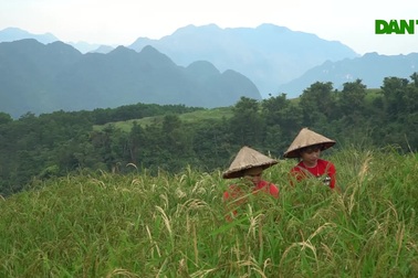 Mê mẩn ngắm mùa vàng trên đỉnh Pù Luông