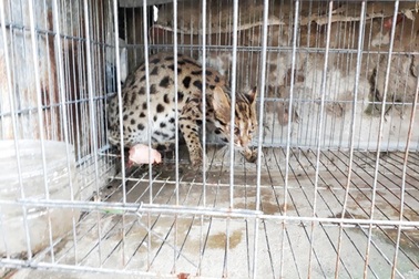 Một người dân bẫy được mèo rừng quý hiếm