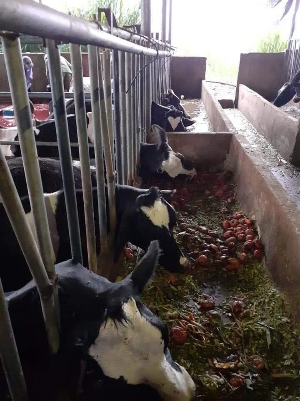 10 con bò sữa bị sét đánh chết, người nông dân khóc hết nước mắt - 2