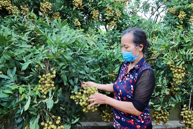 21 quốc gia sẽ tham gia kết nối cung cầu, mua nhãn và nông sản Hưng Yên - Ảnh 1.