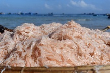 Trúng mùa ruốc, ngư dân kiếm tiền triệu mỗi ngày