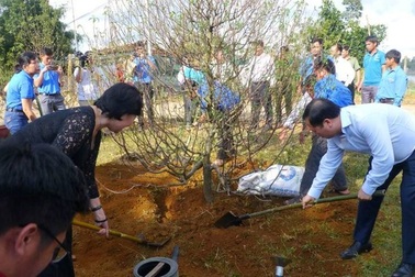 Bình Định trồng vườn hoa anh đào 1.000 cây do Nhật Bản tặng