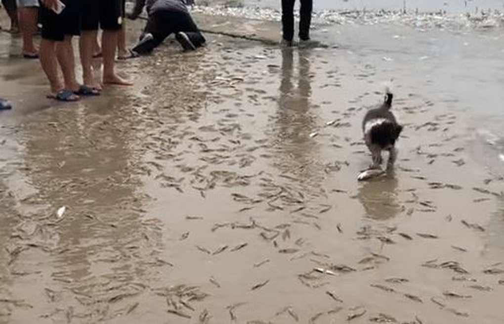 Sự thật video hàng vạn con tôm nhảy lên bờ sau bão hút 1,5 triệu lượt xem - 1 Sự thật video hàng vạn con tôm nhảy lên bờ sau bão hút 1,5 triệu lượt xem - 1