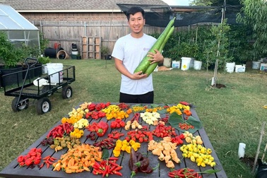 Trào lưu làm vườn, trồng cây gia vị "hiếm có khó tìm" của các ông bố Việt