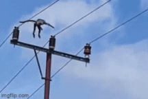 Voọc xám liều mình trèo dây điện và cái kết suýt mất mạng