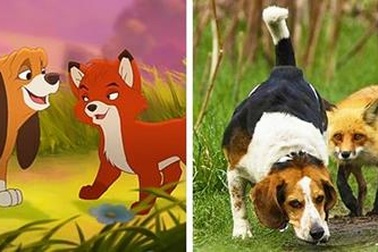 Những thước phim hoạt hình như “sao y” từ thế giới động vật