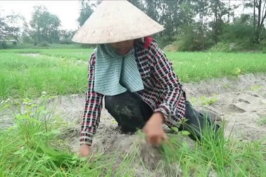 Người dân vựa kiệu Bình Phục nói về giá kiệu đang giảm