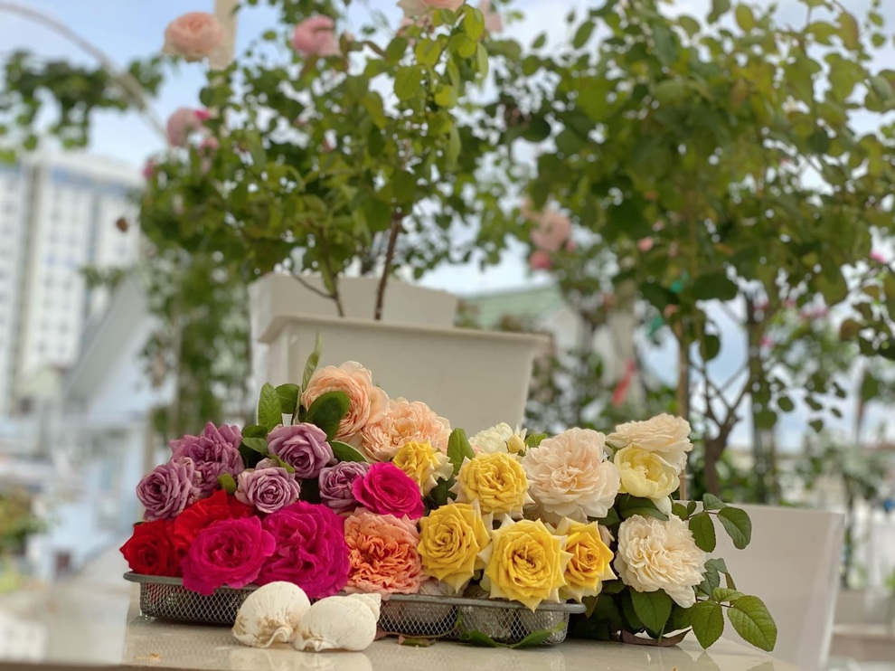 Vườn hồng rực rỡ, giàn mướp sai trĩu giữa mùa dịch của mẹ đảm tại TPHCM - 5 Vườn hồng rực rỡ, giàn mướp sai trĩu giữa mùa dịch của mẹ đảm tại TPHCM - 5