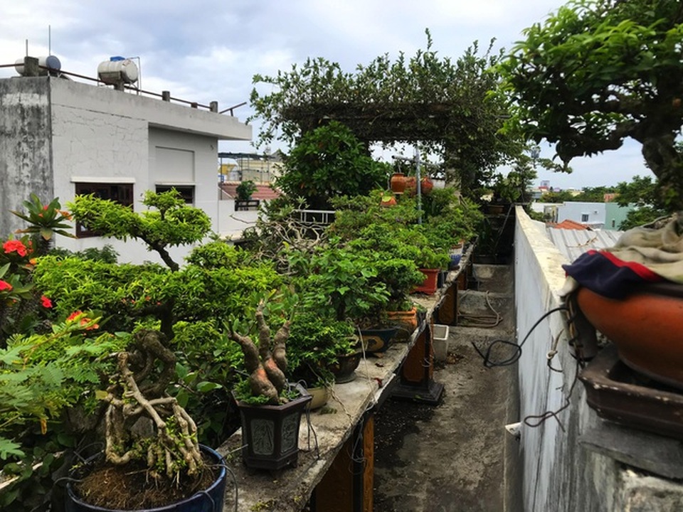 Vườn bonsai ngược trăm triệu đồng trên sân thượng nhà phố ở Quảng Nam - 14 Vườn bonsai ngược trăm triệu đồng trên sân thượng nhà phố ở Quảng Nam - 14