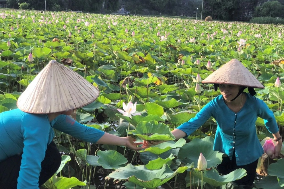 Ướp trà vào sen Nhật thu tiền triệu - 5 Ướp trà vào sen Nhật thu tiền triệu - 5