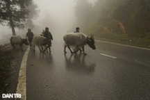 Không khí lạnh bao trùm miền Bắc, có nơi dưới 8 độ C