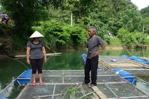 Có của ăn, của để nhờ mô hình nuôi cá lồng đặc sản trên dòng sông Vi Vọng