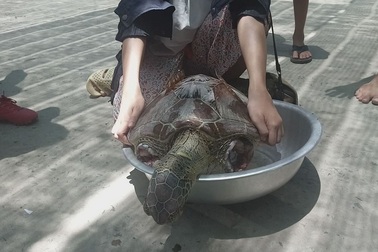 Phát hiện xác rùa biển quý hiếm bị cắt cụt 2 chi trước