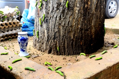 Hàng nghìn con sâu bủa vây cả khu phố