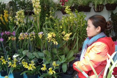 Địa lan nở sớm ở Đà Lạt: Hoa cười, người khóc