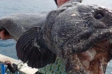 10 loài quái vật biển sâu kỳ dị nhất hành tinh