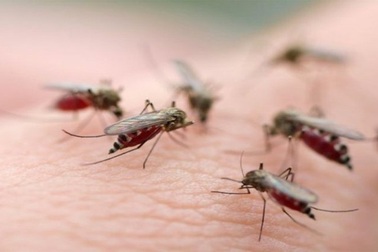 Biến đổi muỗi cái thành... muỗi đực