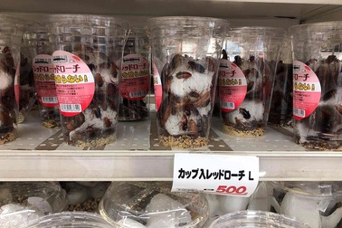 Siêu thị Nhật bán gián làm thú cưng, 100.000 đồng/hộp