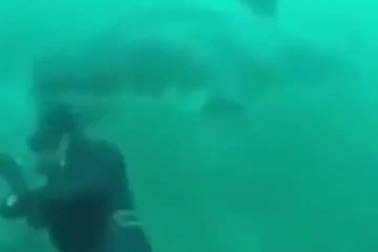 Thót tim khoảnh khắc thợ lặn suýt đụng độ với cá mập