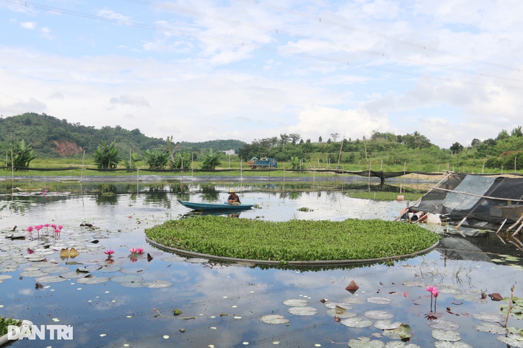 Biến bãi sình lầy thành trại ốc, nông dân đếm con thu tiền - 1