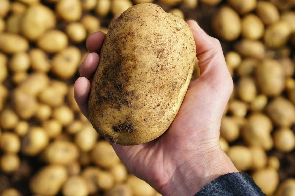 Loại củ bán đầy chợ Việt được nước ngoài xem là thực phẩm toàn diện - 1